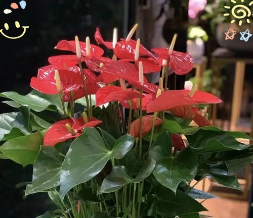 盆栽令箭荷花？如何实现花开不断