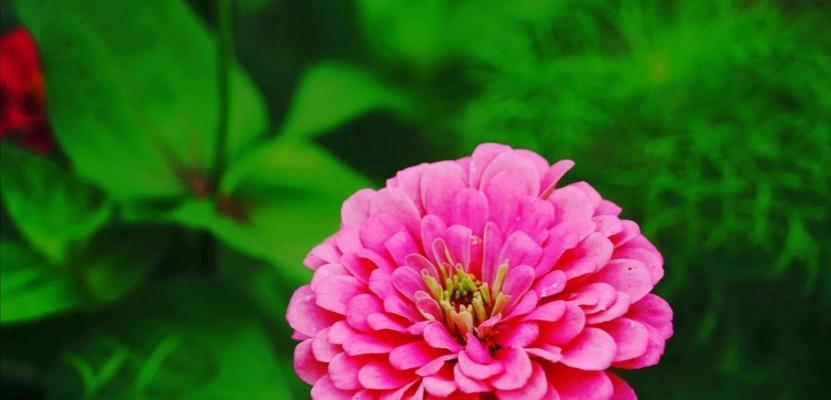 百日草的花语有哪些含义？