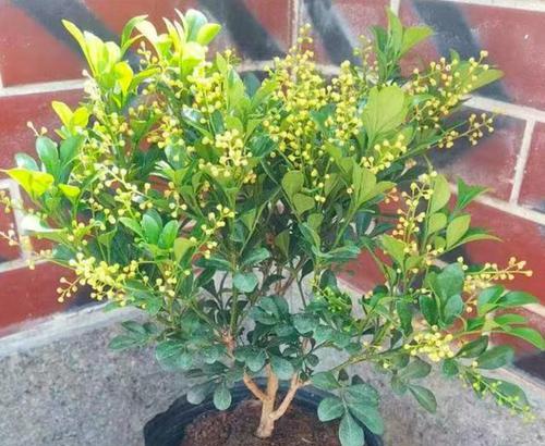 米兰花如何修剪才能开花多一倍？