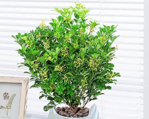 米兰花如何修剪才能开花多一倍？