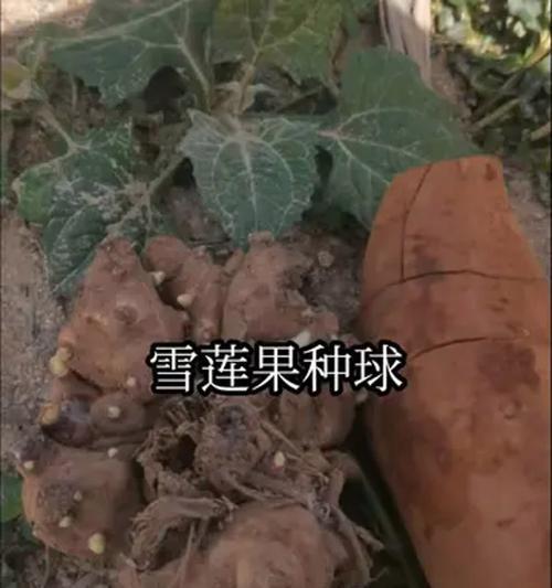 雪莲果种植需要注意哪些事项？