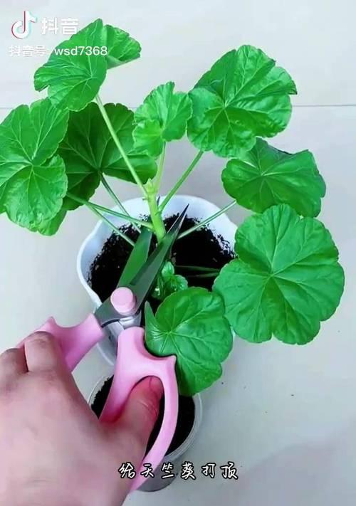 天竺葵如何修剪和打顶？