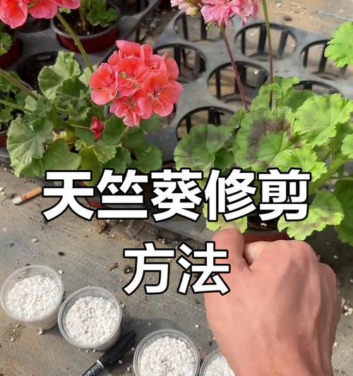 天竺葵如何修剪和打顶？