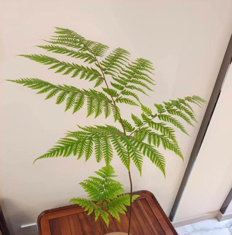 哪些喜阴植物适合室内养殖？
