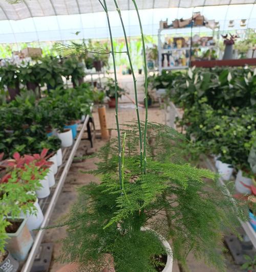 哪些喜阴植物适合室内养殖？