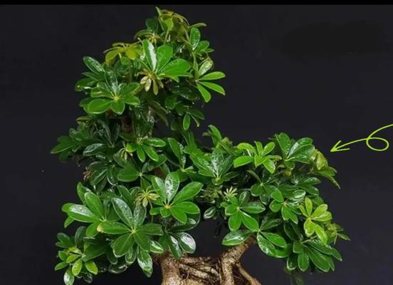 哪些喜阴植物适合室内养殖？