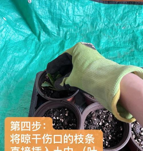虎刺花扦插有哪些技巧？