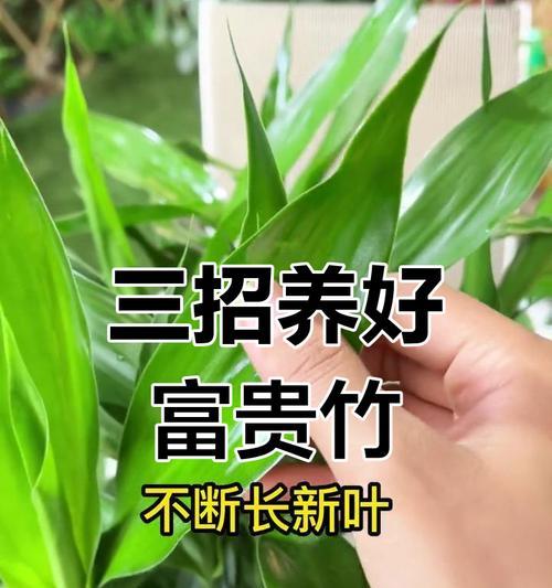 如何轻松养出绿意盎然的富贵竹？