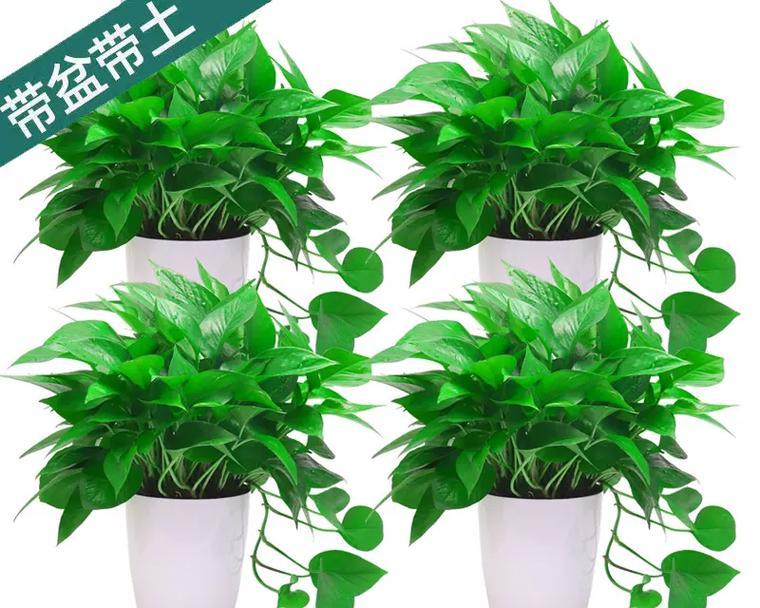 盆景大绿萝养殖有哪些常见问题？