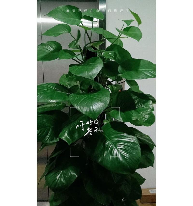 盆景大绿萝养殖有哪些常见问题？