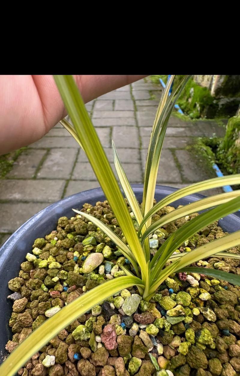 兰花蕙兰养殖需要注意什么？