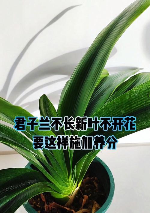 君子兰休眠期“3不、2多”是什么？