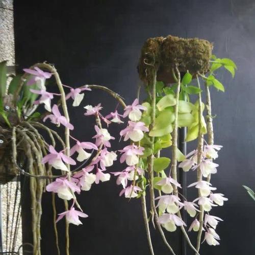 河南适合种植哪些喜阴花卉？