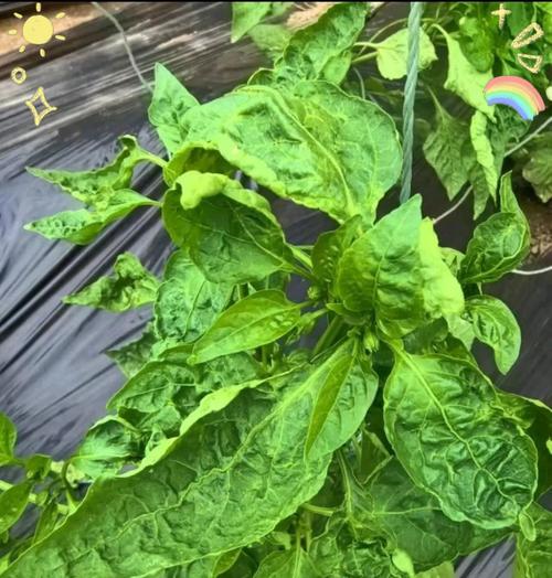 植物叶片发黄有哪些应对策略？