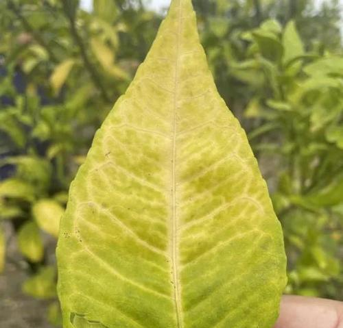 植物叶片发黄有哪些应对策略？