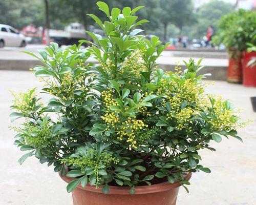 米兰花放在室内有哪些注意事项？
