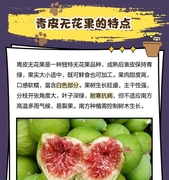 无花果生长周期中有哪些特点？