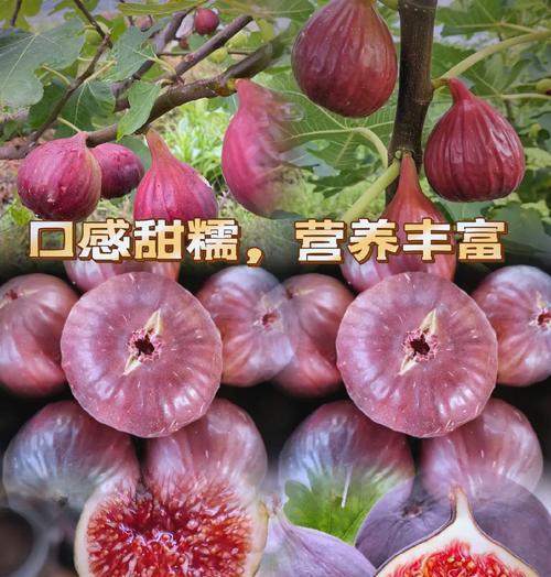 无花果生长周期中有哪些特点？