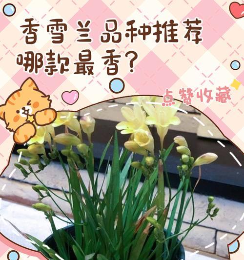 香雪兰养殖有哪些常见问题？