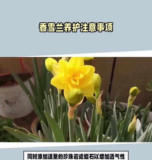 香雪兰养殖有哪些常见问题？