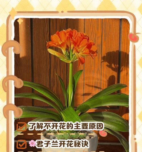 君子兰不开花是什么原因？如何解决？