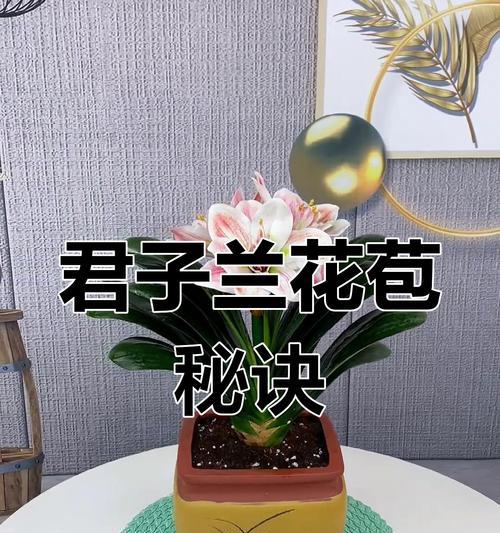 君子兰不开花是什么原因？如何解决？