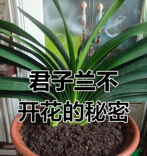 君子兰不开花是什么原因？如何解决？