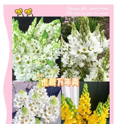 虎眼万年青如何高效培育与养护？