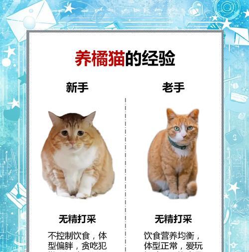 如何照顾不走运的猫仙人掌？