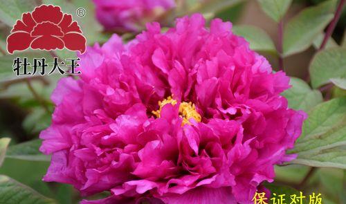 牡丹花盆的正确名称是什么？