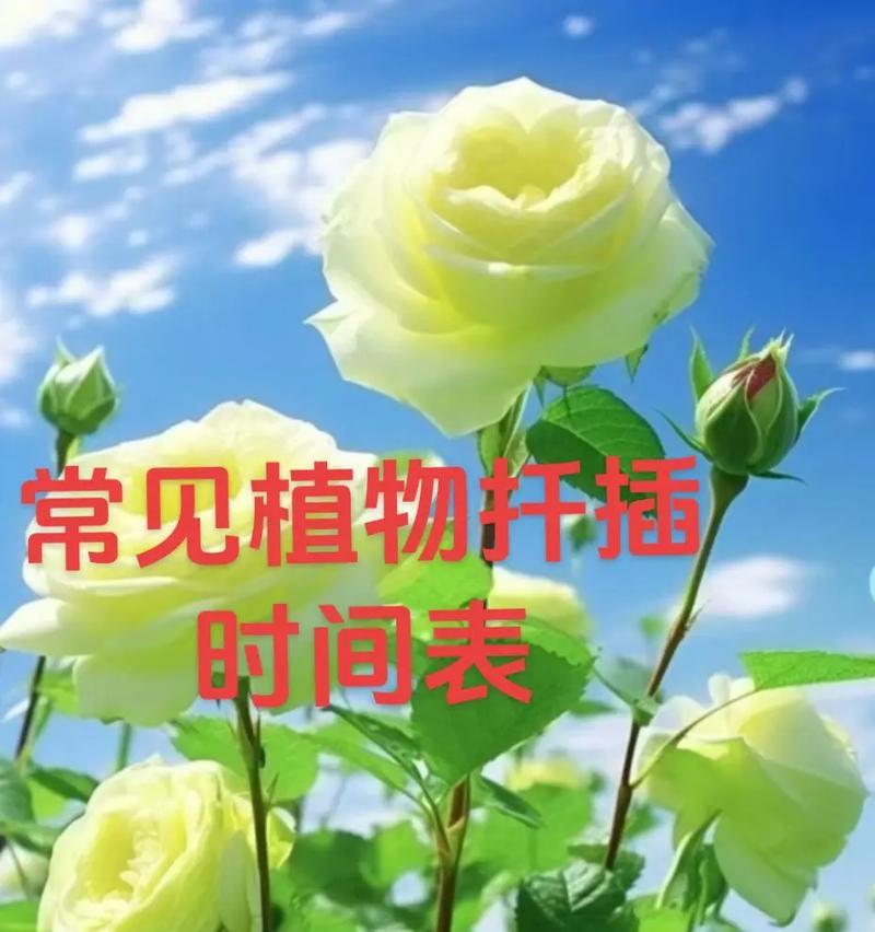 玫瑰花插枝存活的秘诀是什么？