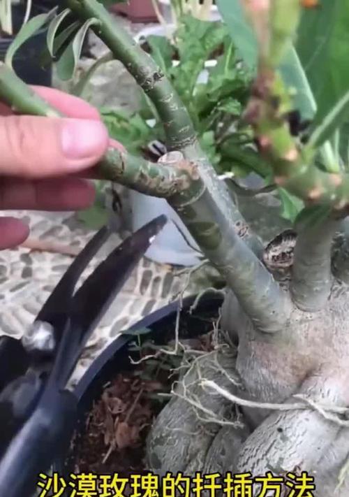 玫瑰花插枝存活的秘诀是什么？