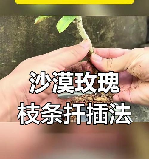 玫瑰花插枝存活的秘诀是什么？