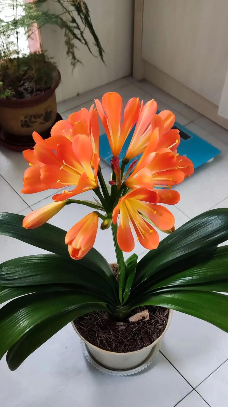 君子兰开花后的正确养护方法？