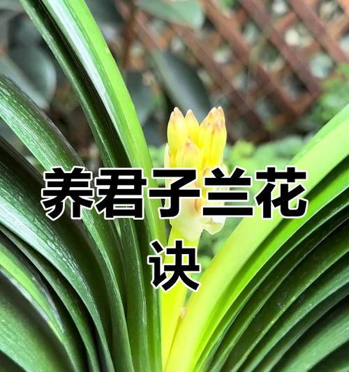 君子兰开花后的正确养护方法？