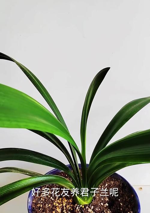 君子兰开花后的正确养护方法？