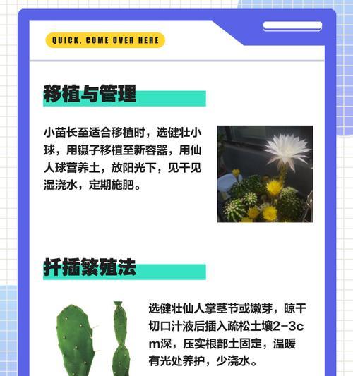 仙人球分层叶子的处理方法是什么？
