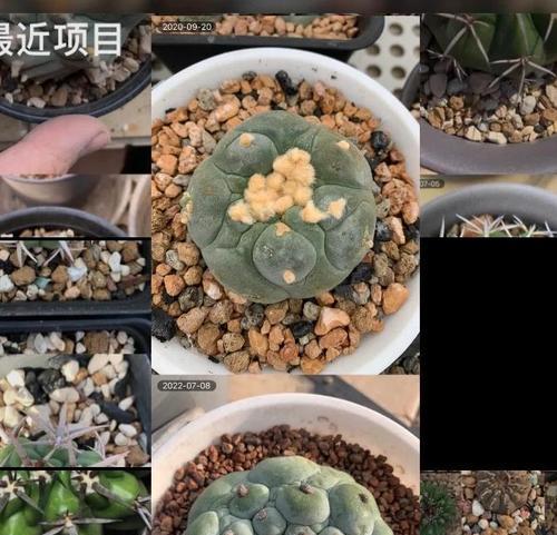 仙人球分层叶子的处理方法是什么？