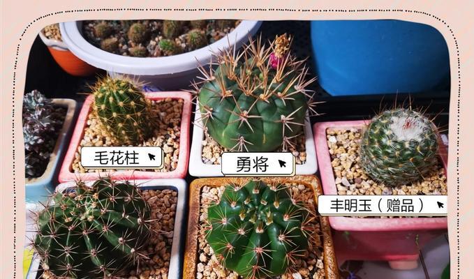 仙人球分层叶子的处理方法是什么？