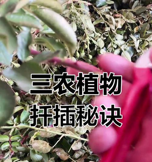 提高仙人球小籽扦插成活率的技巧？