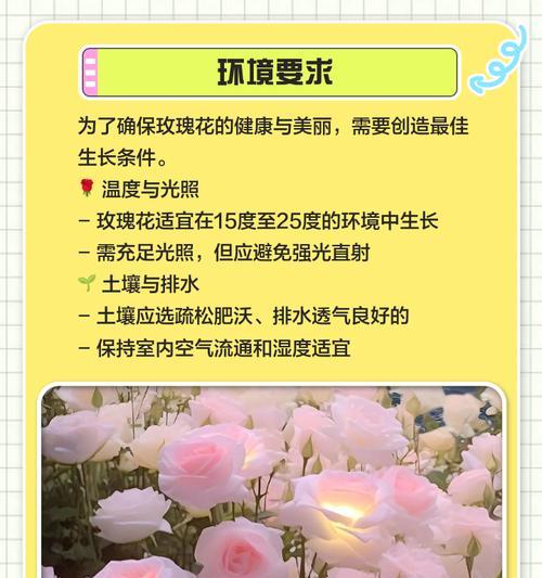 哪些玫瑰花品种养护难度较低？