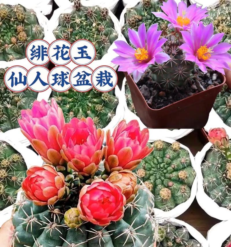 如何养护多花仙人球？