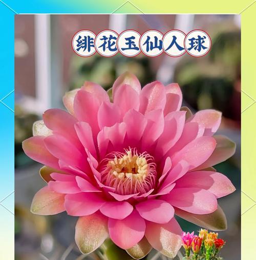 如何养护多花仙人球？