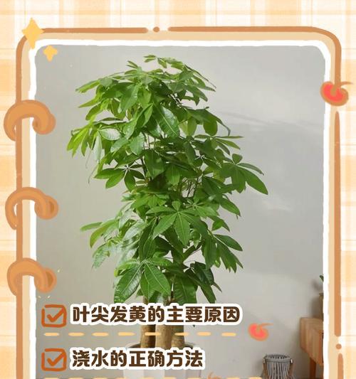仙人掌叶子发黄的原因及解决方法？