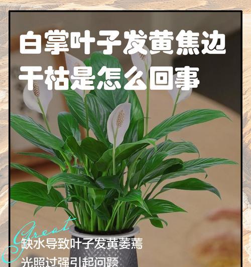 仙人掌叶子发黄的原因及解决方法？