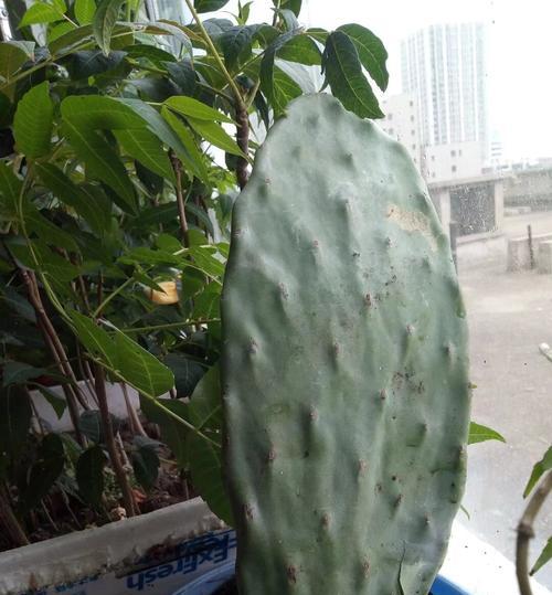 美式花盆中仙人掌的养护技巧？
