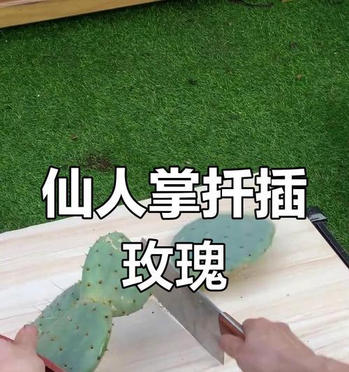 美式花盆中仙人掌的养护技巧？