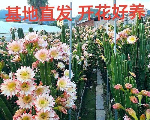 沙漠猴子仙人掌的养殖方法是什么？