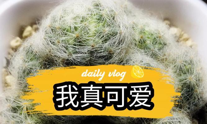 如何制作适合仙人球的种植土配比表？