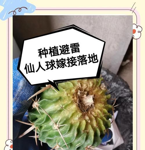 如何制作适合仙人球的种植土配比表？